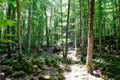 Fageda d`en JordÃÂ , Fageda forest